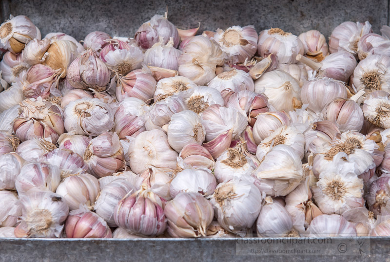 fresh-garlic-for-sale-at-the-market-marrakesh-morocco-photo-6249.jpg