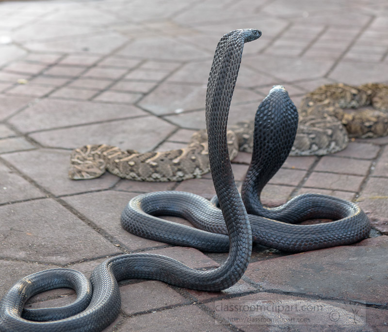 photo-cobra-snakes-jemaa-el-fnaa-marrakesh-square-image-6035.jpg
