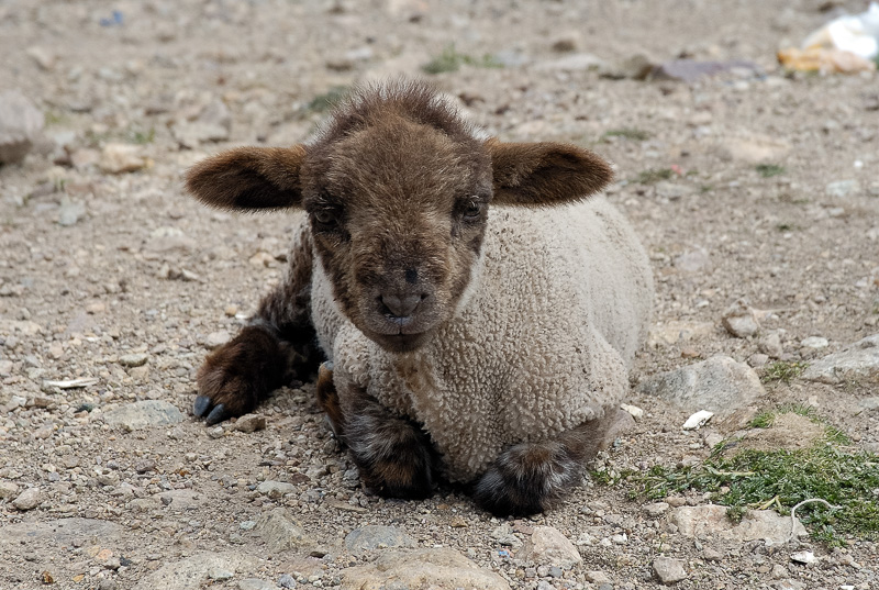 Baby-sheep-in-Peru-Photo_026.jpg