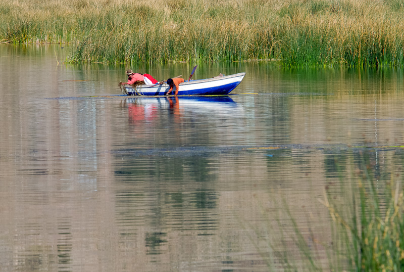 boat-navigating-through-tortora-reeds-Photo-2426A.jpg