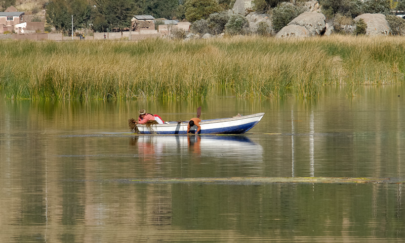 boat-navigating-through-tortora-reeds-Photo-2427a.jpg