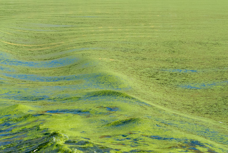green-algae-in-lake-2397A.jpg