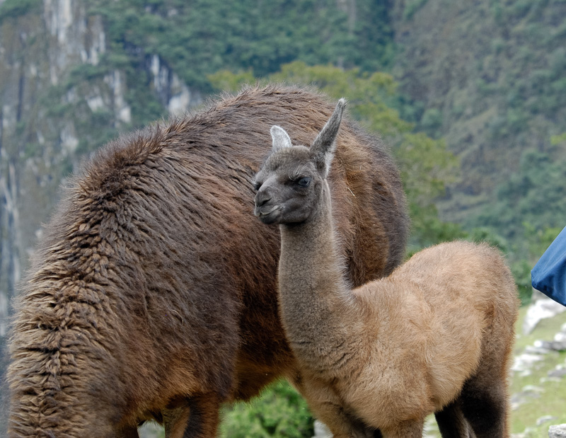 Llama-Machu-Piccu-Photo_015.jpg