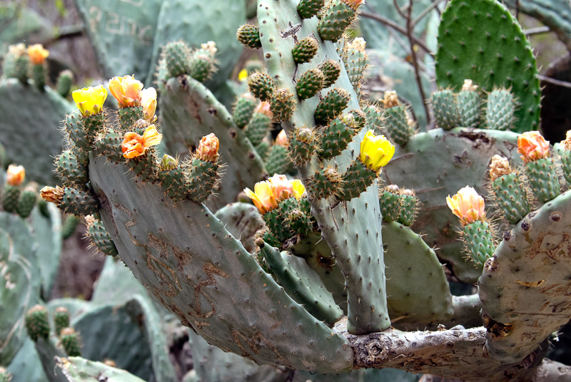 Flowering-Cactus-Peru-022.jpg