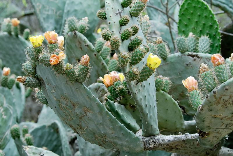 Flowering-Cactus-Peru_023.jpg