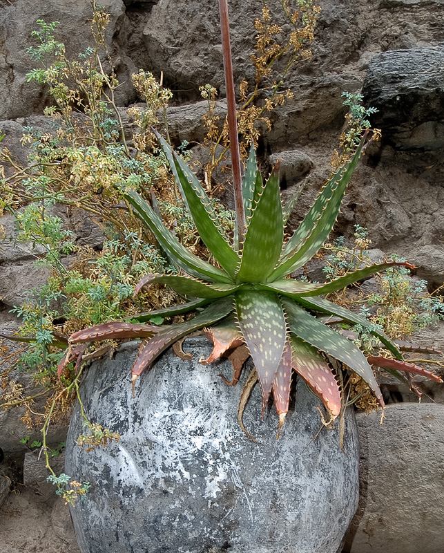 cactus-growing-in-rocks-peru-photo_21_051.jpg
