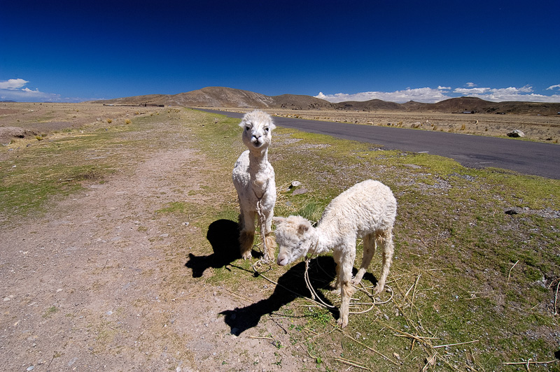 Llamas-along-roadside-near-Lake-Titicaca-Photo-91-018.jpg