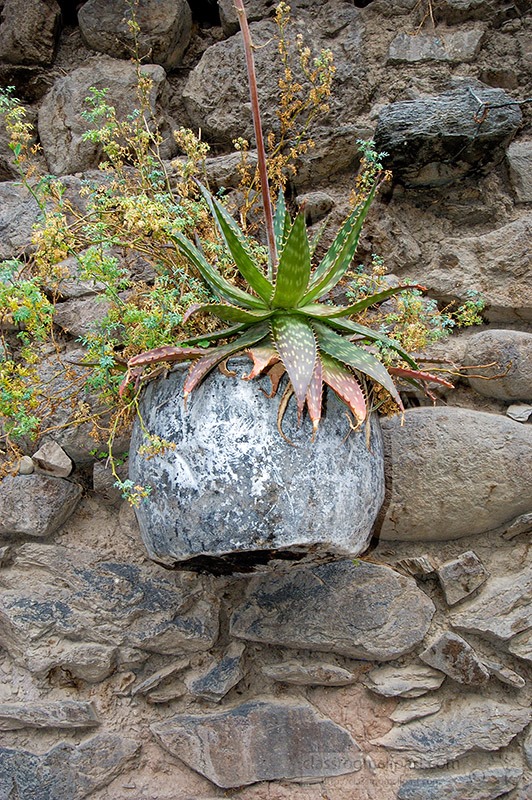 cactus-growing-along-the-inca-ruins-peru-0039.jpg