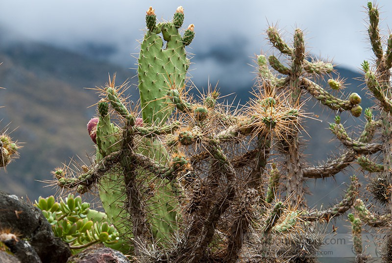 cactus-growing-in-the-mountains-of-peru-1229.jpg