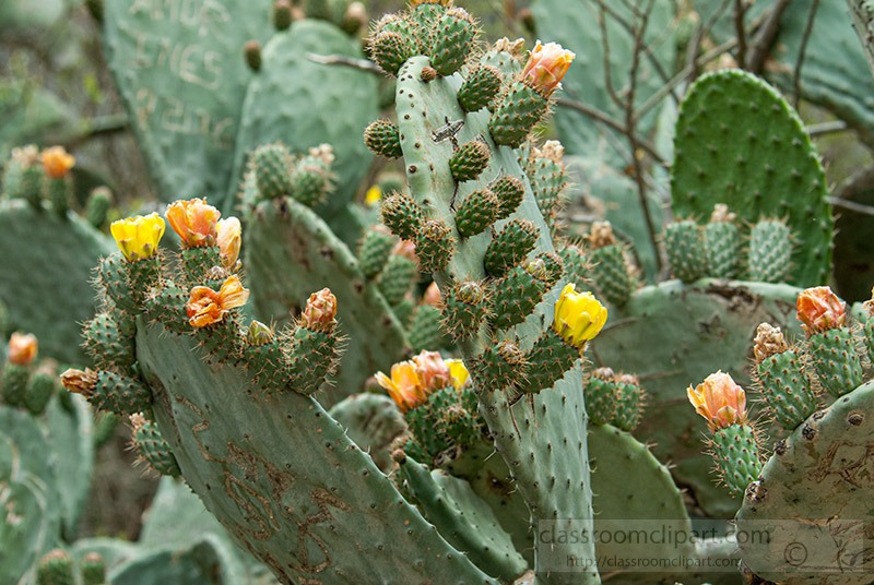 prickly-pear-cactus-peru-1302.jpg