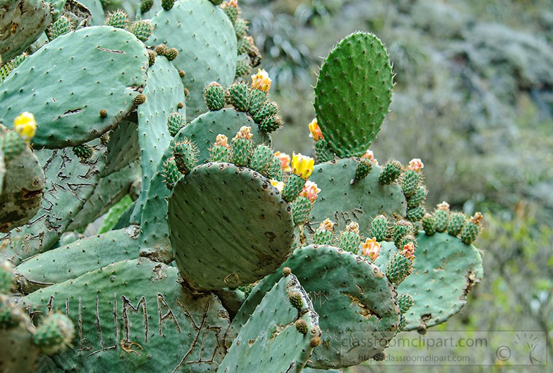 prickly-pear-cactus-peru-1303.jpg