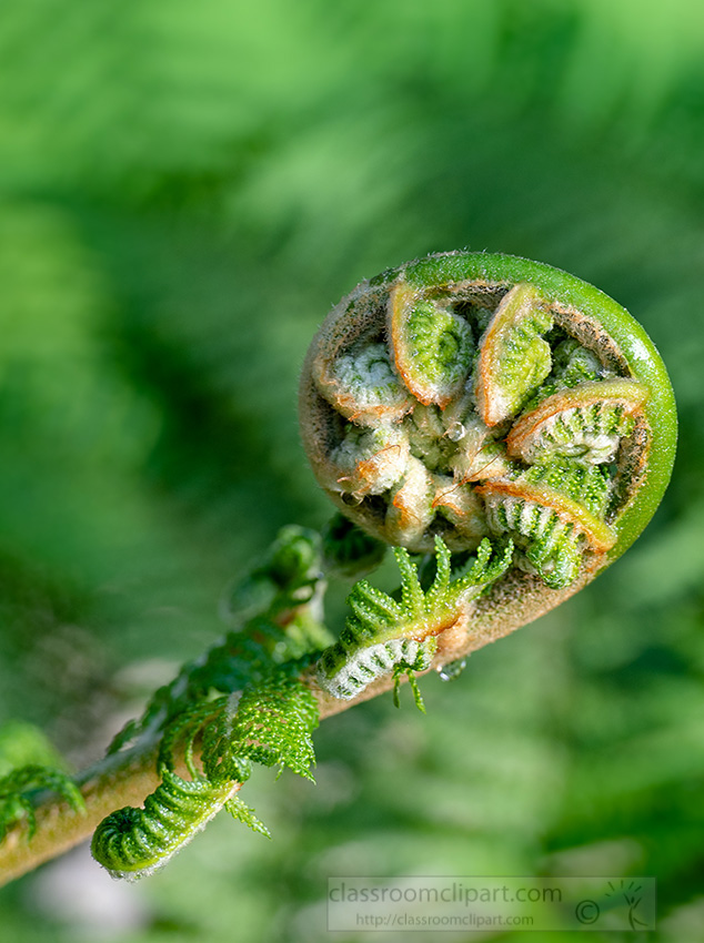 closeup-of-the-uncurling-of-fern-frond-photo.jpg