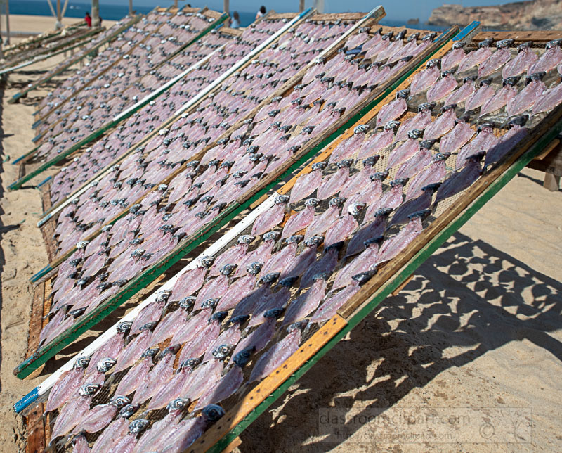 fish-hanging-on-drying-racks-nazare-Portugal.jpg