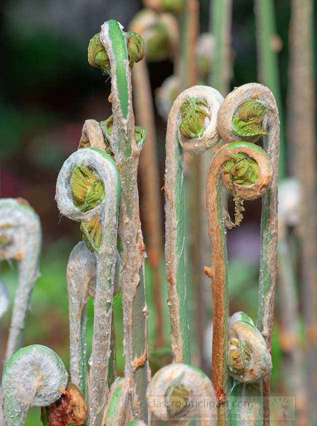 group-of-tightly-spirals-of-a-fern-fronds-or-crozier-2.jpg
