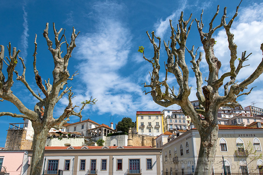 large-trees-along-river-coimbra-portugal.jpg