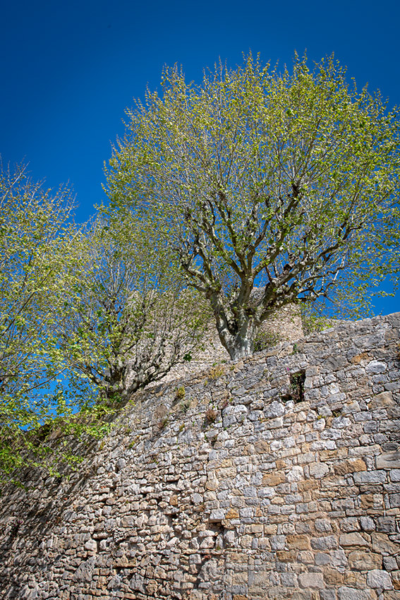tree-growing-out-of-a-rock-wall-portugal.jpg