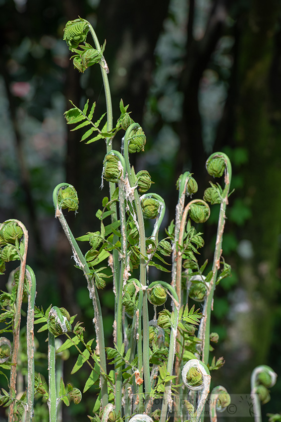 uncurling-of-fern-frond-and-tightly-spirals-of-a-fern-frond-photo.jpg