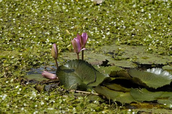 4sukhothai04.jpg