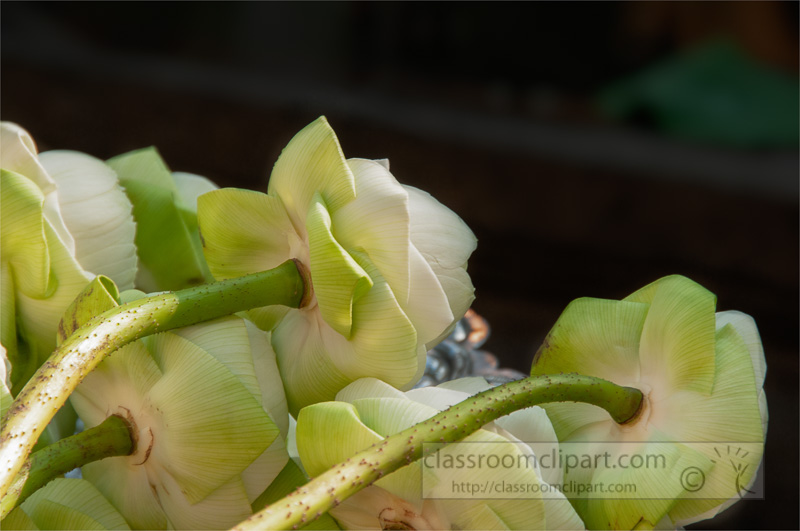 lotus-flowers-used-for-offerings-at-temple-grand-palace-bangkok-4079.jpg