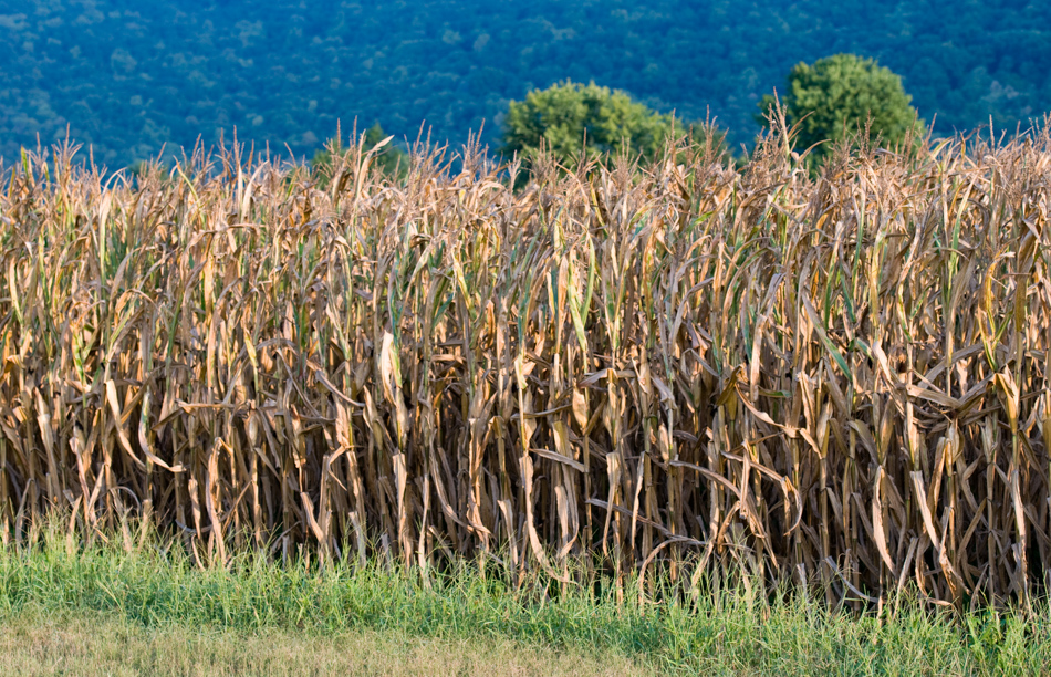 corn-growing-near-huntsville-alabama_70-2.jpg