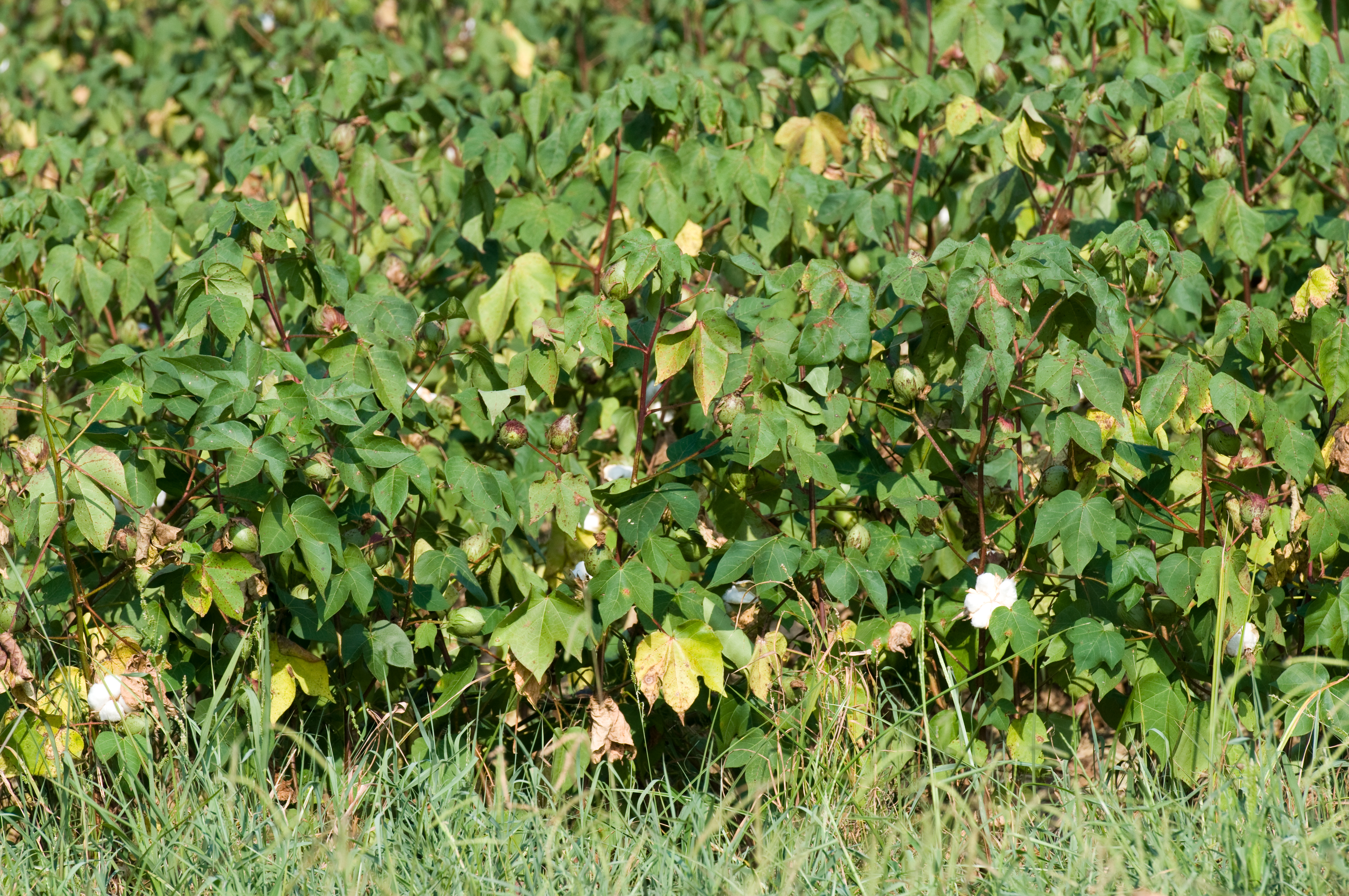 cotton-field-huntsville-alabama-24.jpg