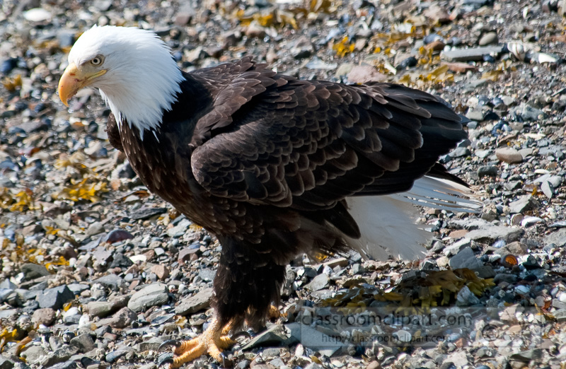 eagles-icy-straits-point-alaska-458.jpg