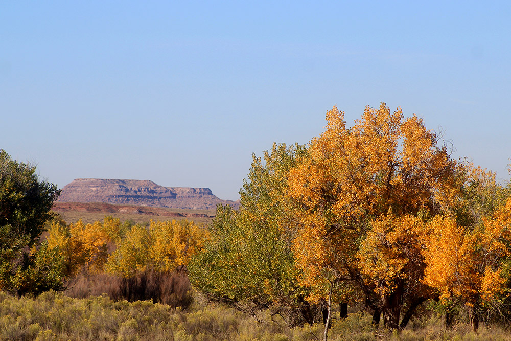 autumn-cottonwood-tree-in-arizona.jpg