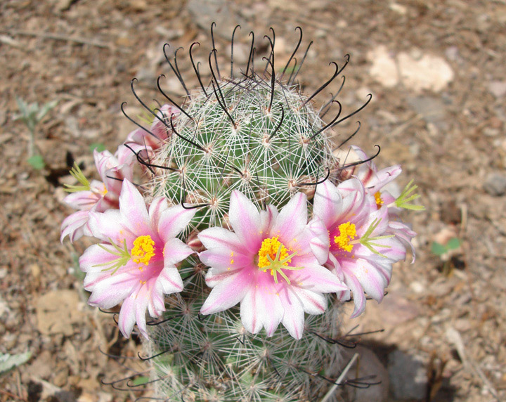 pincushion_cactus.jpg