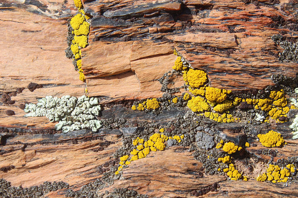 yellow-licken-of-formation-petrified-forest-arizona.jpg
