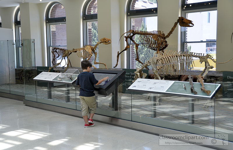 boy-looking-at-dinosaurs-los-angeles-natural-histor-museum.jpg