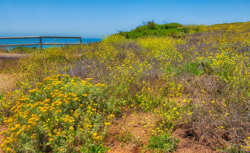wild-flowers-growing-along-central-california-coast-photo-6955.jpg