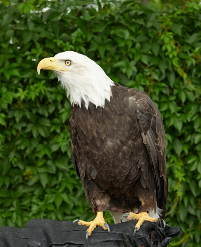 female-bald-eagle-colorado.jpg