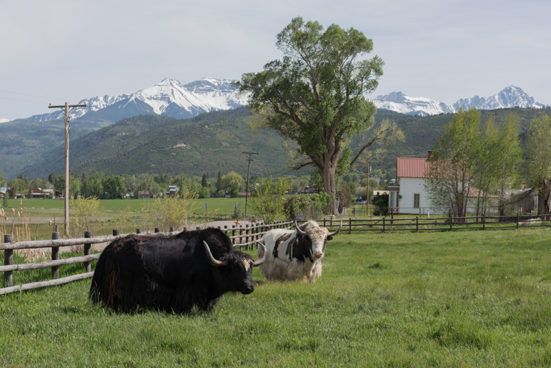 longhaired-highland-cattle-graze-colorado.jpg