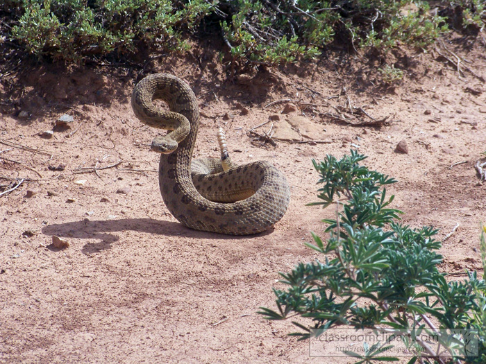 western_rattlesnake.jpg