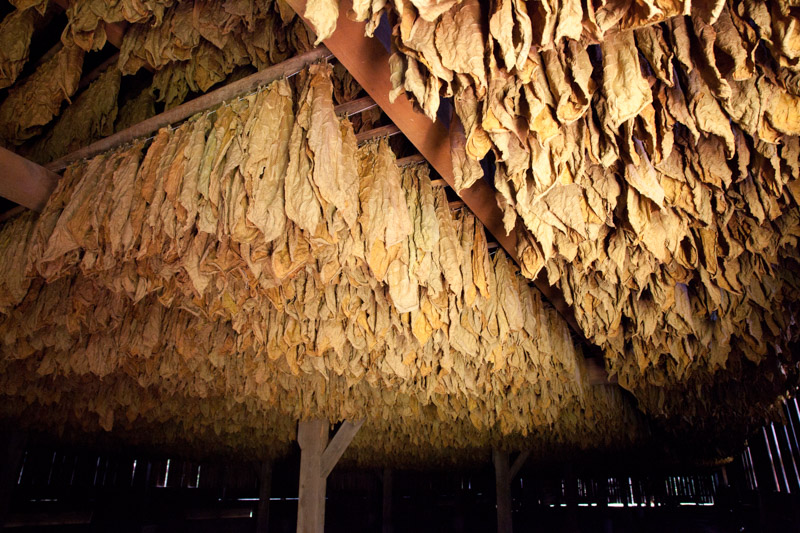 tobacco-barns-in-windsor-connecticut-3.jpg