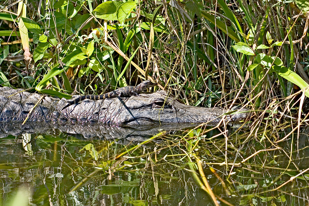 alligator-and-young-in-florida-everglades.jpg