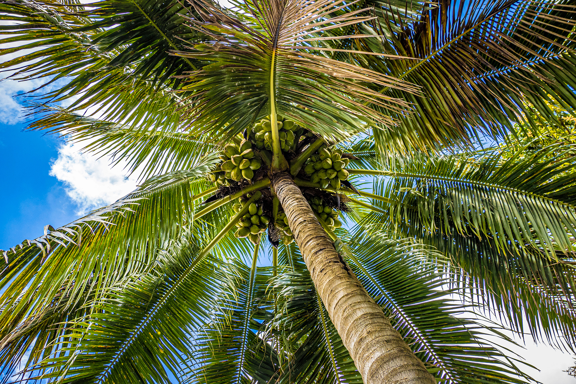 palm-trees-on-harvest-farm-florida.jpg