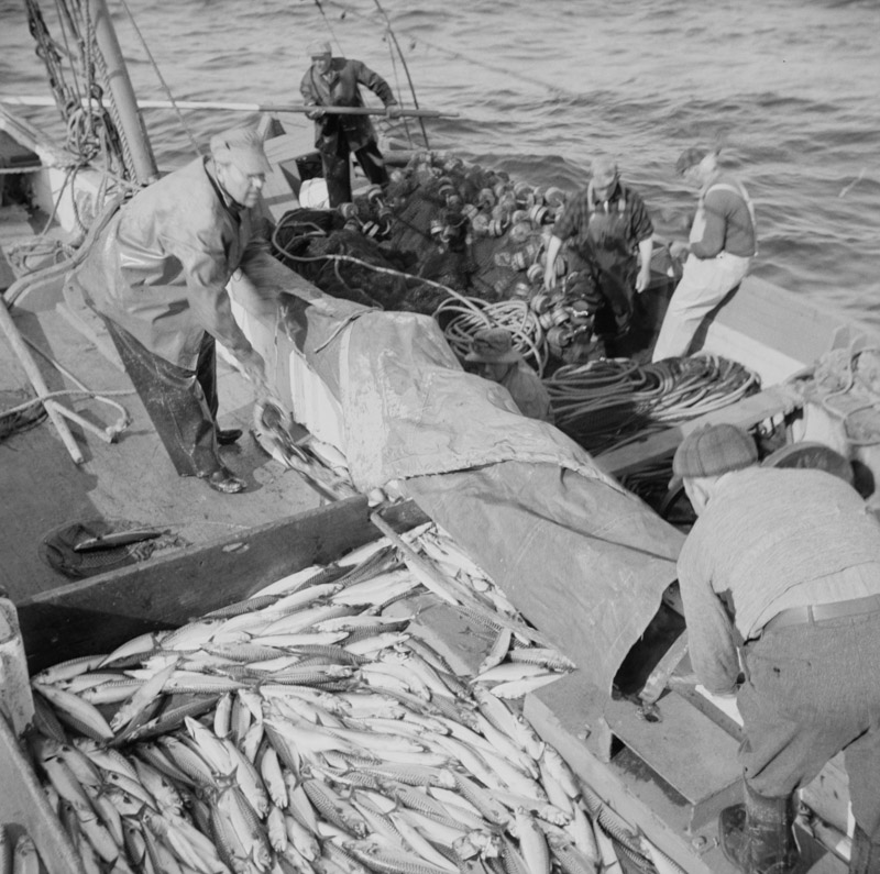 fisherman-taking-on-mackerel-aboard-the-alden-gloucester-massachusetts-1943.jpg