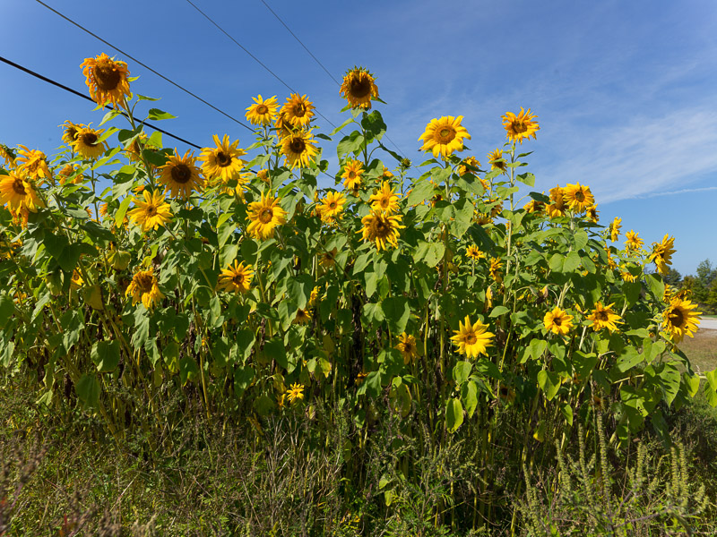 photo-sunflowers-in-a-field-new-hampshire.jpg