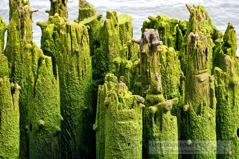 astoria-oregon-moss-covered-pillings-photo-328cc1.jpg