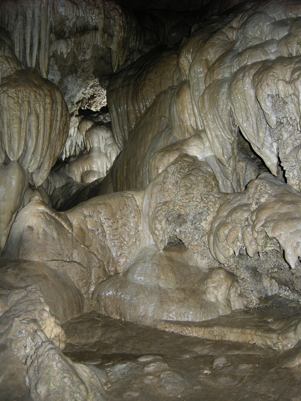 banana-grove-oregon-caves-national-monument.jpg