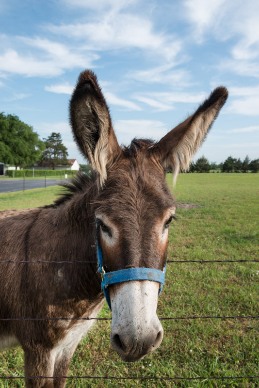 photo-donkey-in-a-field.jpg