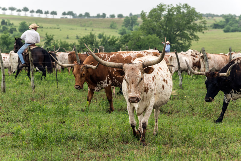 photo-texas-longhorns-on-the-move-at-the-1800acre-lonesome-pine-ranch.jpg