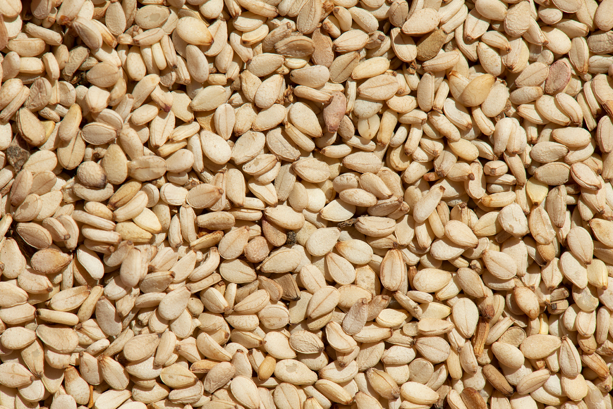 freshly-harvested-sesame-seeds-closeup-photo.jpg