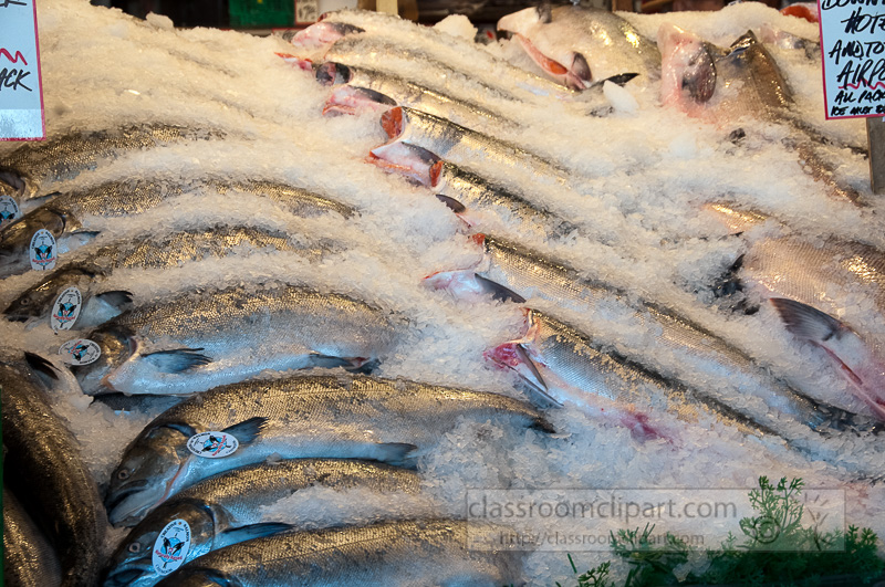 fresh-fish-on-ice-at-market-seattle-washington-photo-image-634.jpg