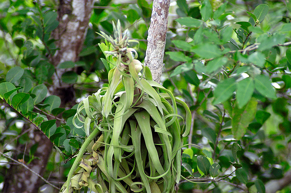 bromeliad-growing-high-on-tree-rainforest.jpg