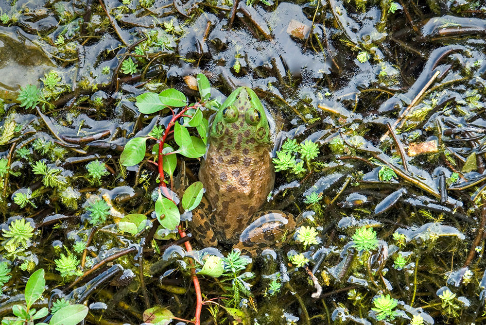 brown-green-spotted-frog-in-marsh-photo_21.jpg