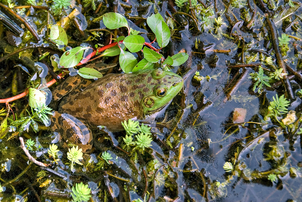 brown-green-spotted-frog-in-marsh-photo_23.jpg