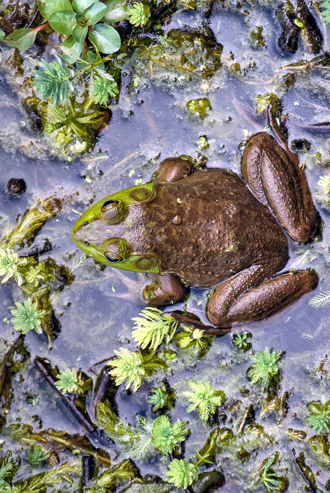 brown-green-spotted-frog-in-marsh-photo_25.jpg