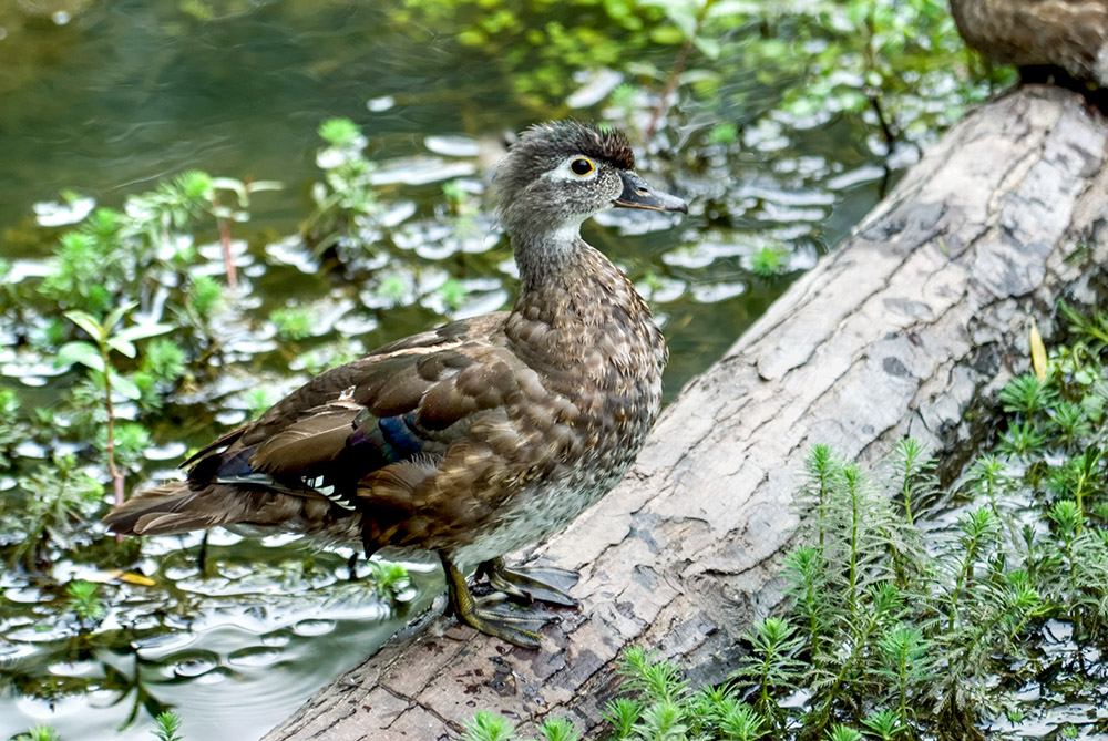 duck-on-log-in-marsh-photo_13.jpg